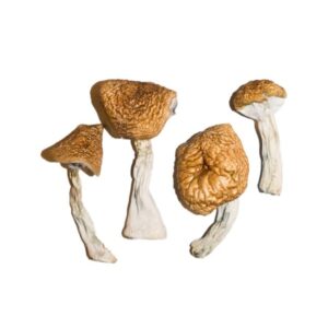 Burmese Magic Mushrooms USA