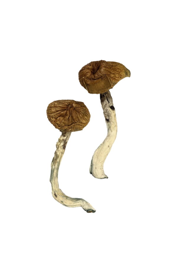 Buy Dancing Tiger Magic Mushrooms