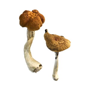 Buy Malaysian Magic Mushrooms USA