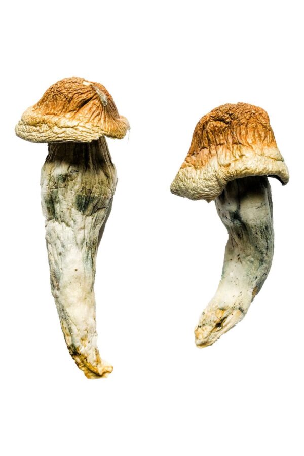 Buy Penis Envy XL Magic Mushrooms USA
